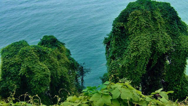 Батуми - Мцване Концхи