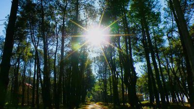 Шекветили_6