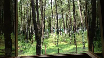 Шекветили_7