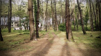 Шекветили_8