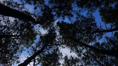 Шекветили_9