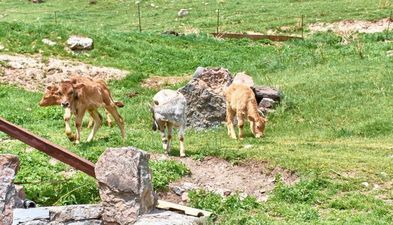 Агротуристическая Ферма Тиреби_9