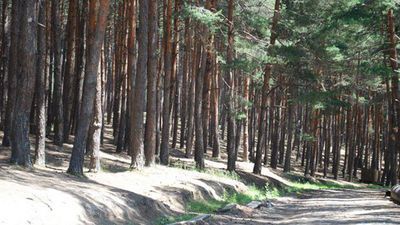 Коттедж Сурами_4