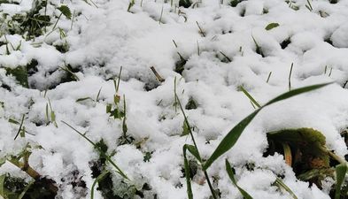 Бакуриани Парк Резиденс номер 15_6