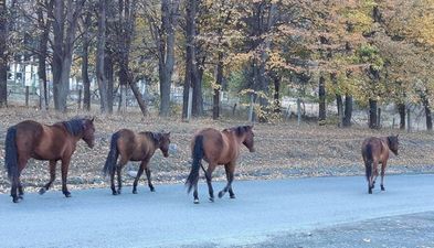 Голд Казбеги_3