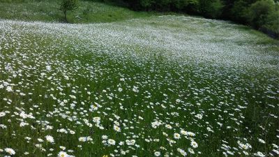 Эко Коттеджи_5