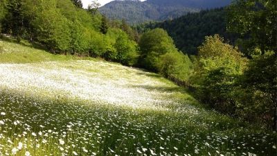 Эко Коттеджи_6