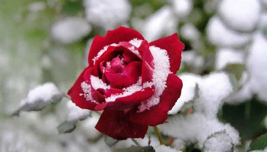 Калипсо Квариати Инн — Фото 17