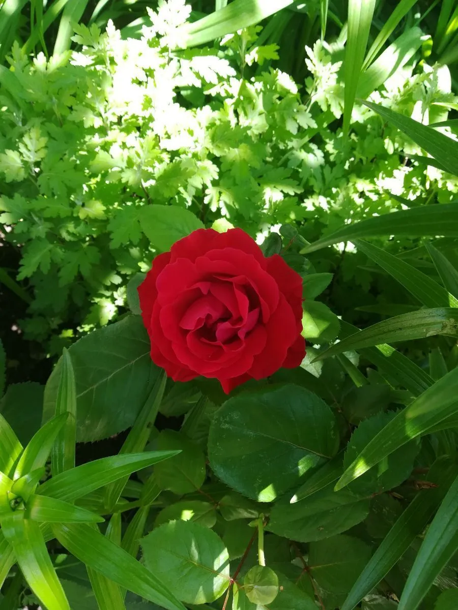 Вашловани — Фото 43