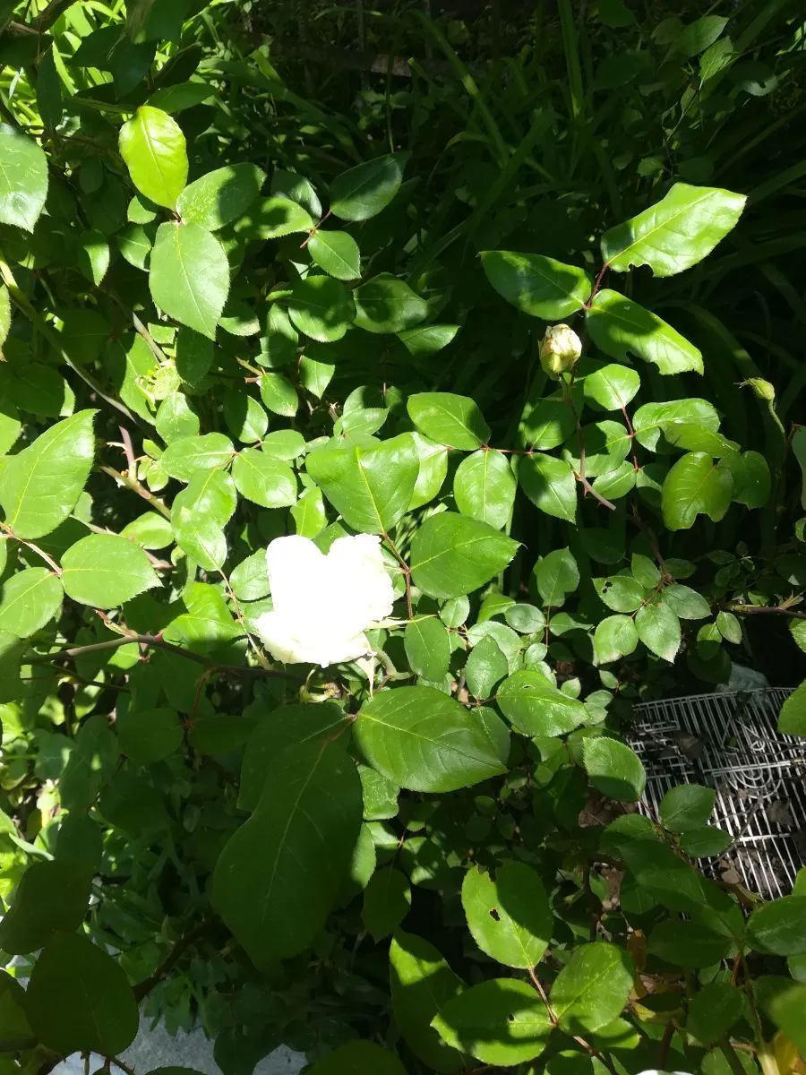 Вашловани — Фото 12